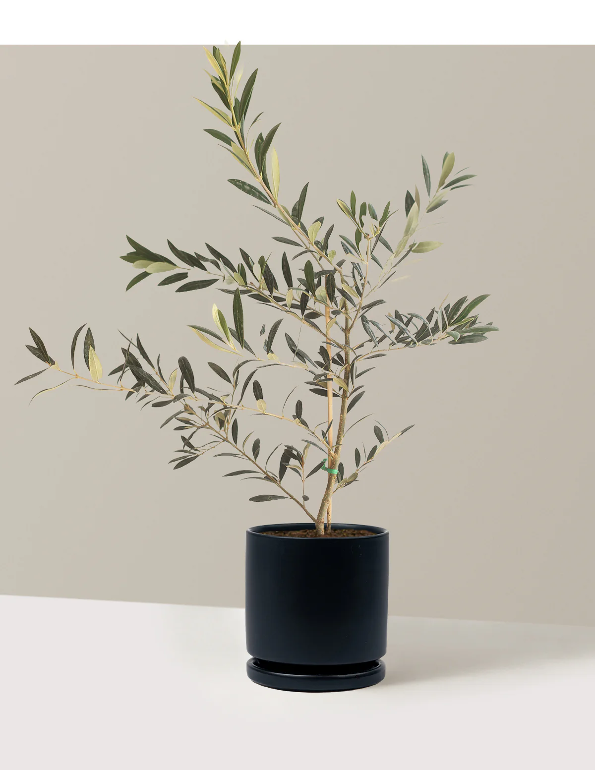 Olive Tree - Image 62