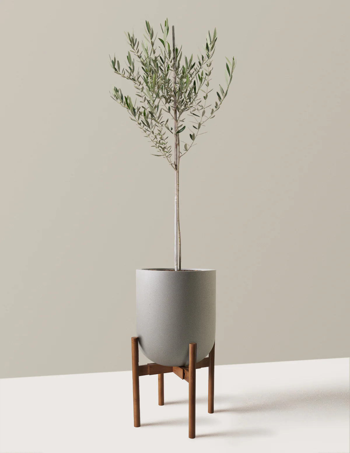 Olive Tree - Image 64