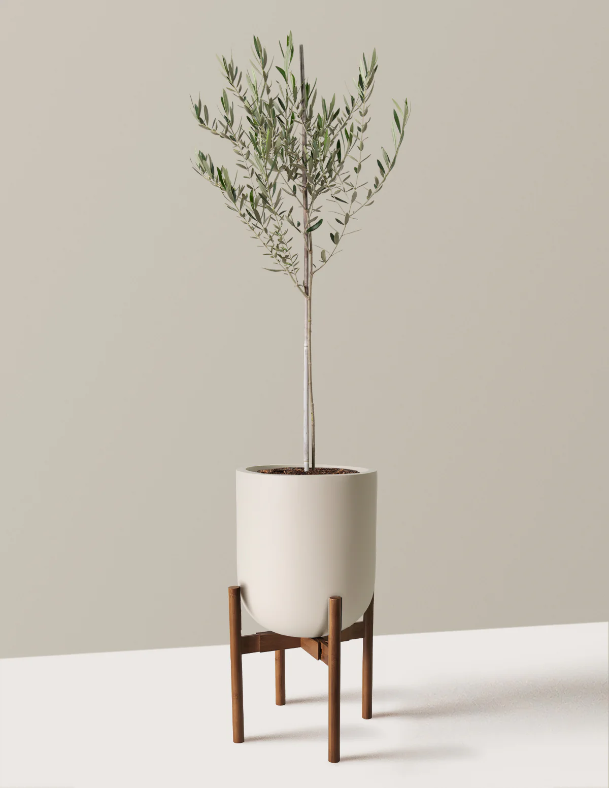 Olive Tree - Image 66