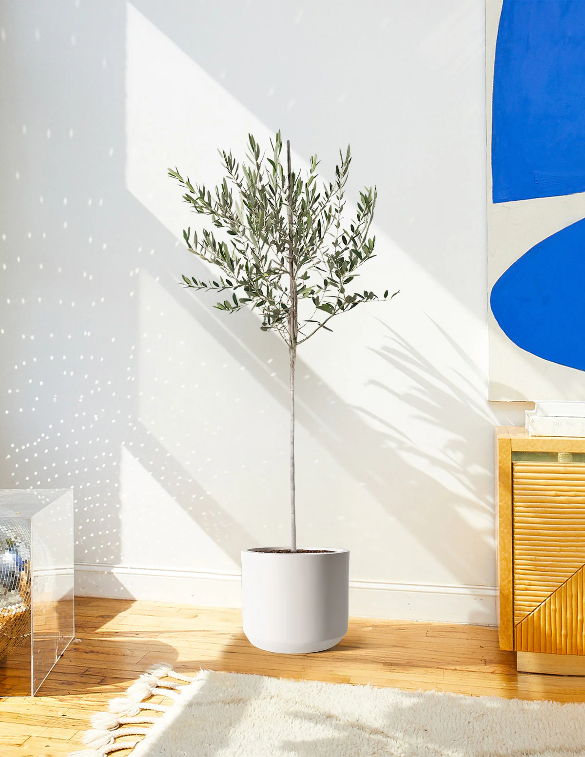 Olive Tree - Image 70