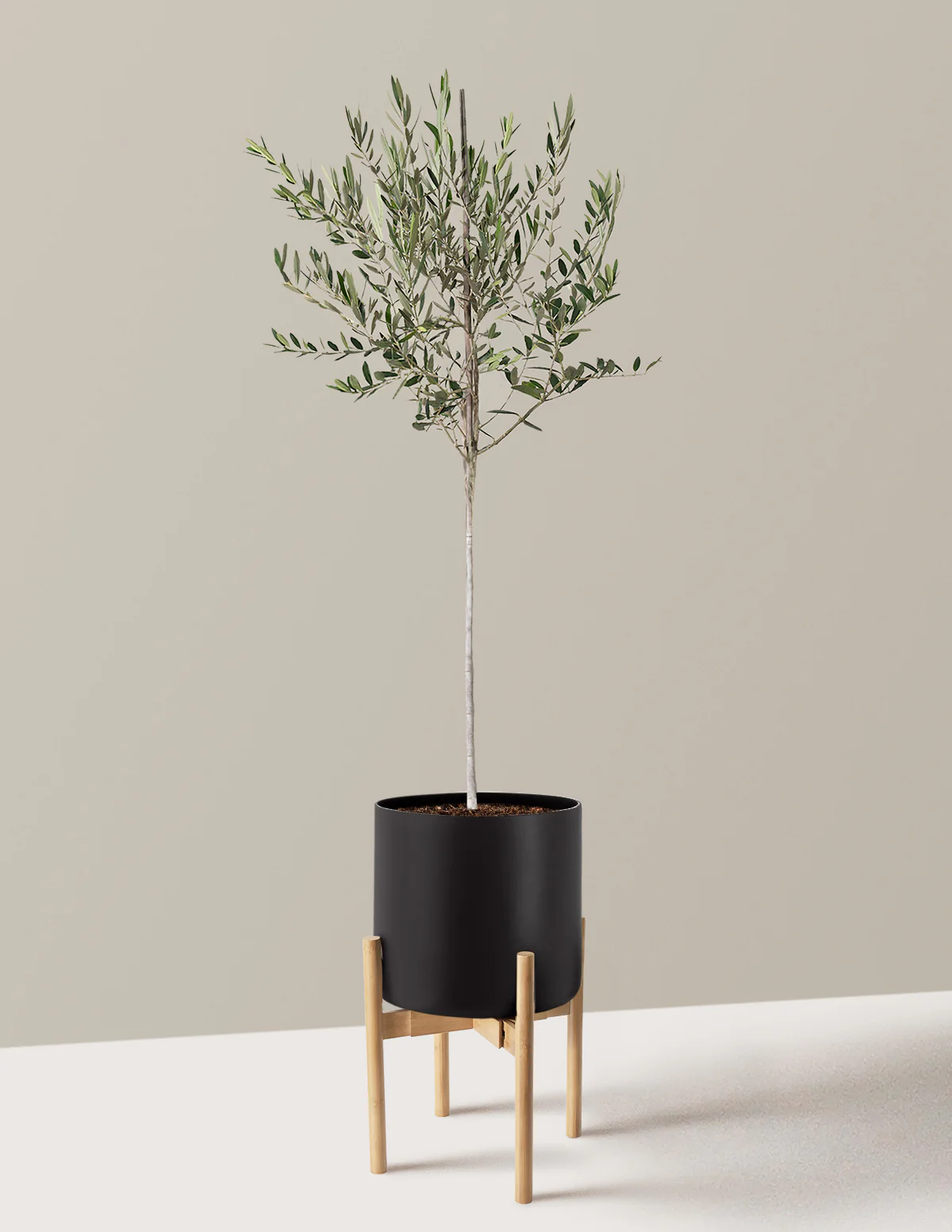 Olive Tree - Image 71
