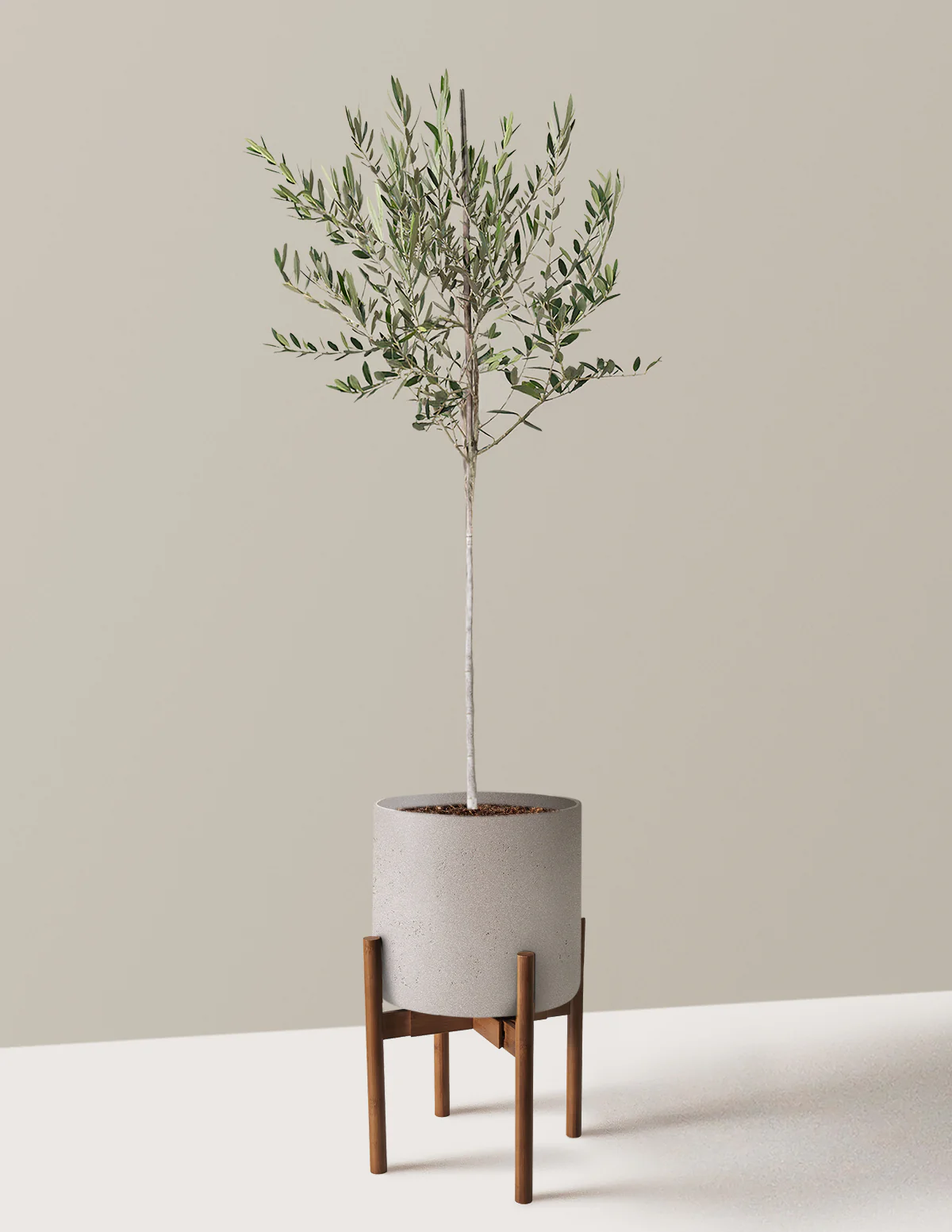 Olive Tree - Image 73