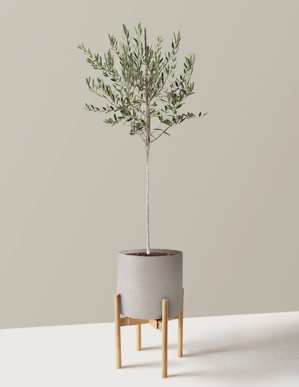 Olive Tree - Image 74