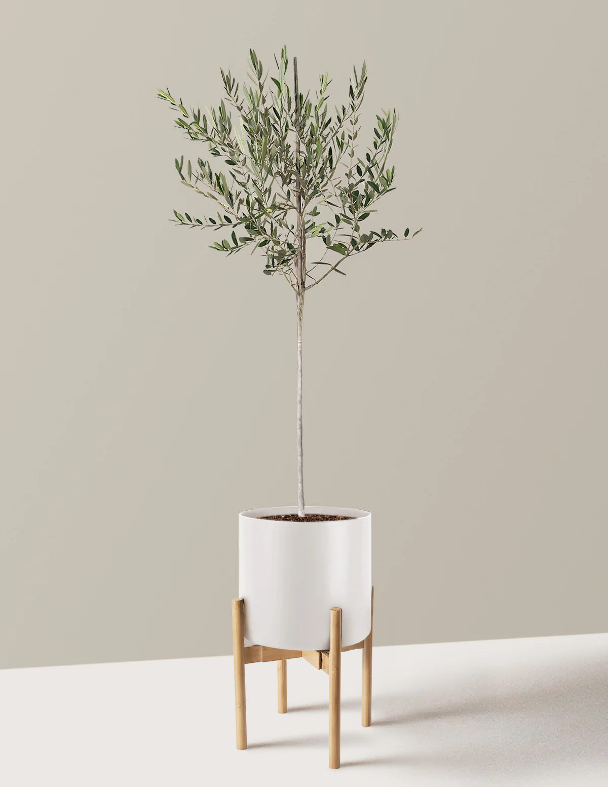 Olive Tree - Image 75