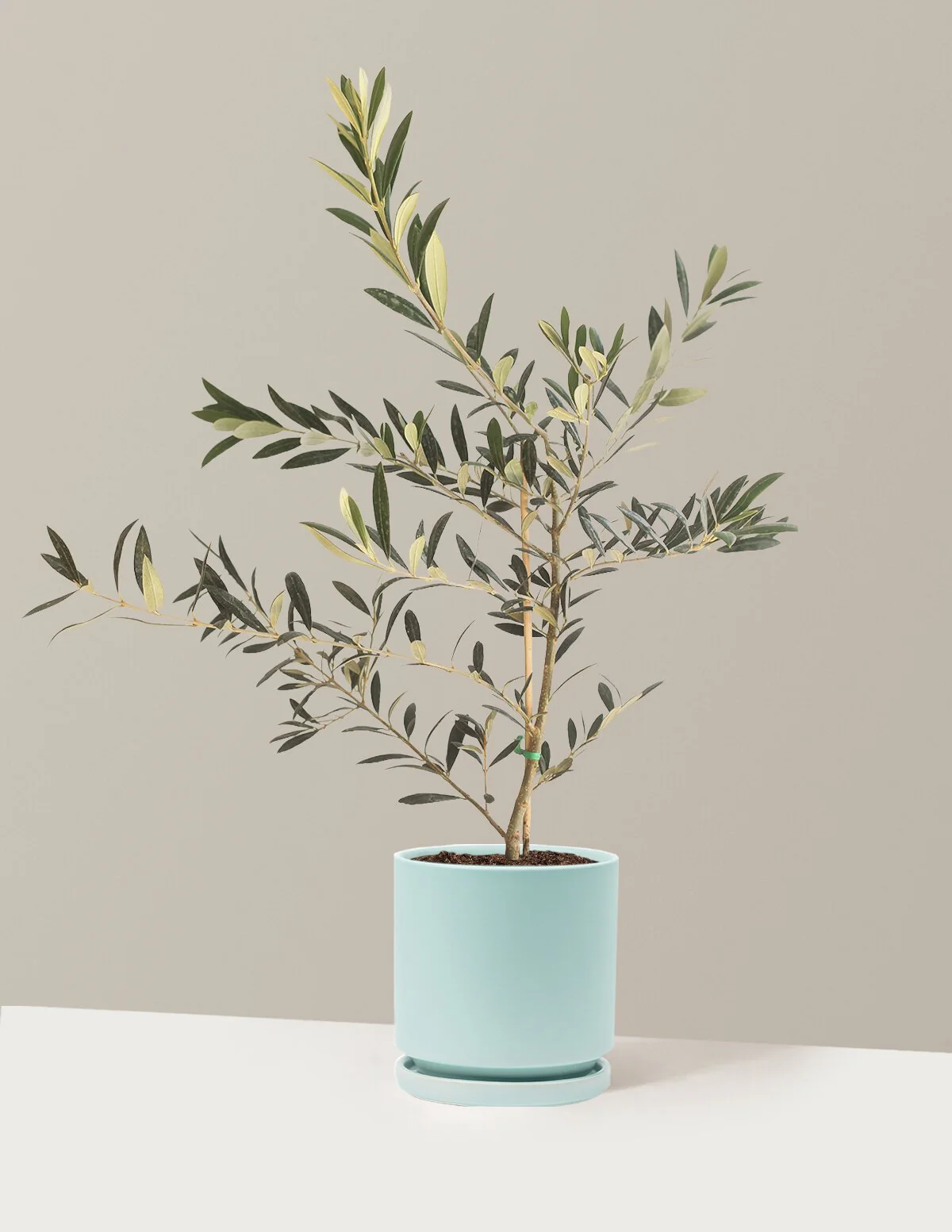 Olive Tree - Image 79