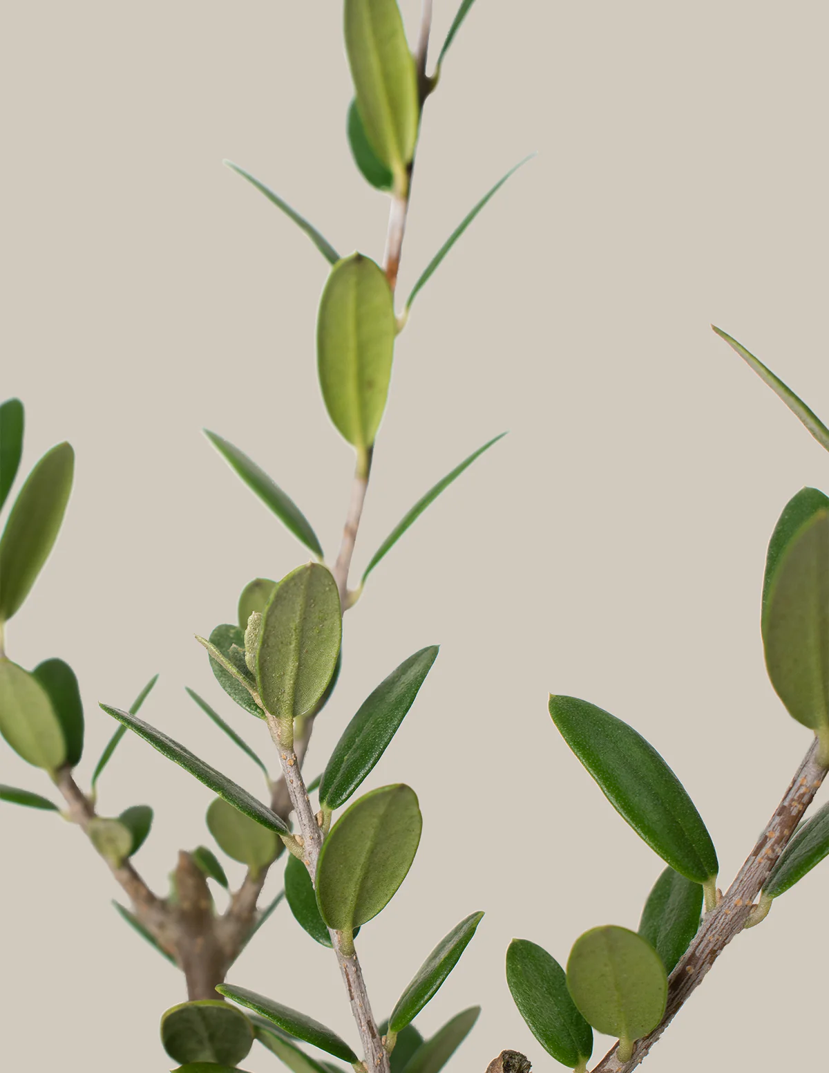 Olive Tree - Image 8