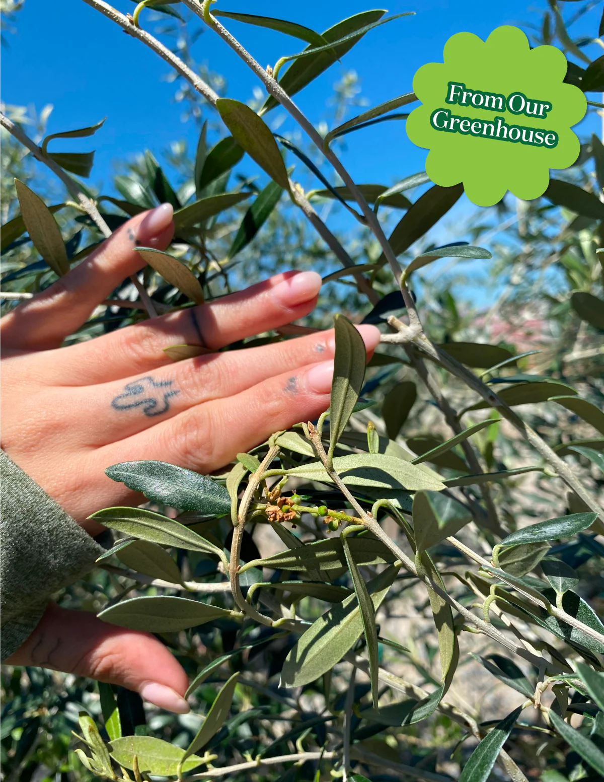 Olive Tree - Image 82