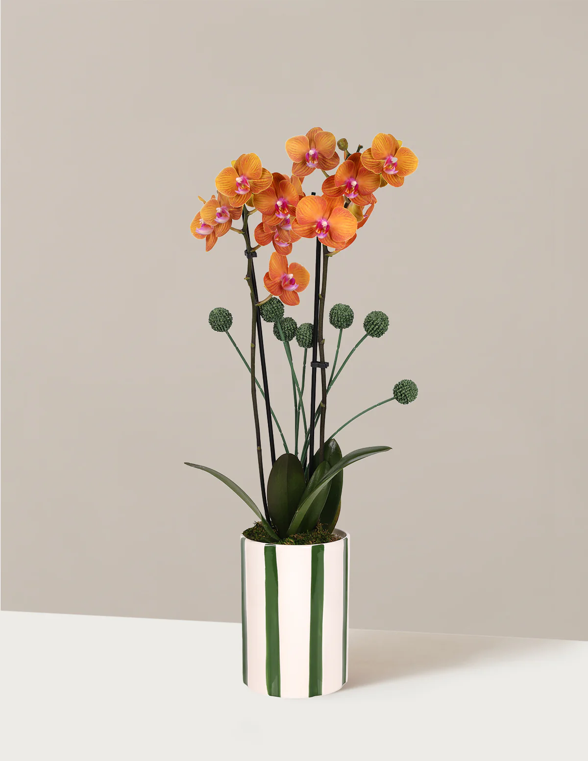 Orchid and Planter Gift Set - Image 3