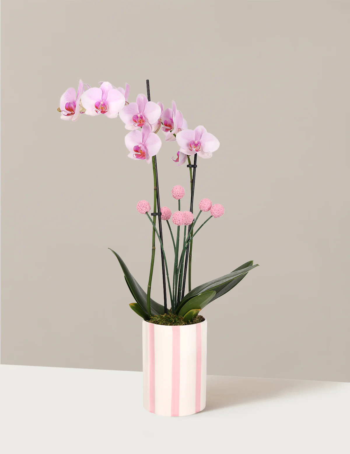 Orchid and Planter Gift Set - Image 8