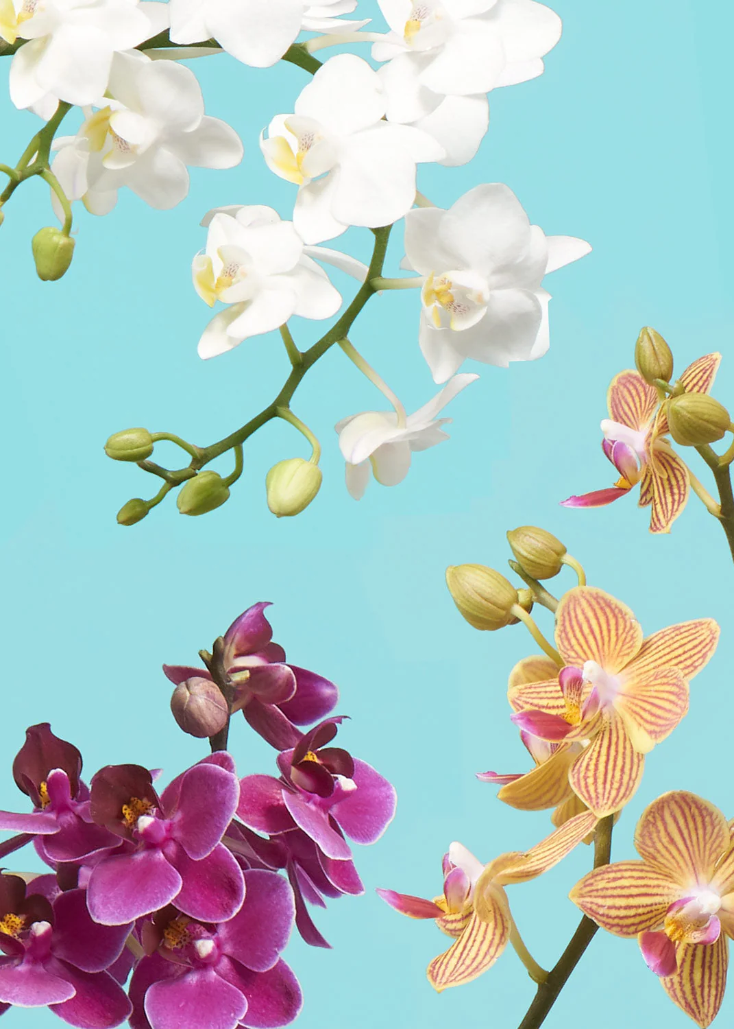 Orchid and Planter Gift Set - Image 9