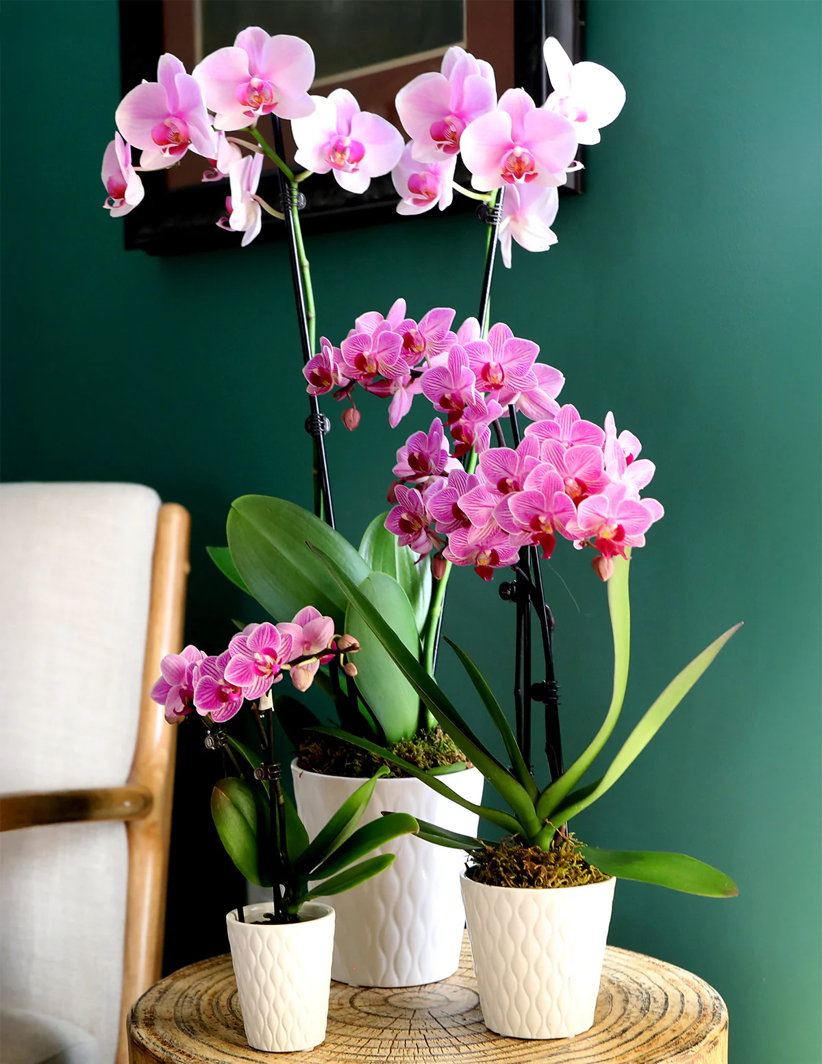 Orchid Confetti Party Pack - Image 12
