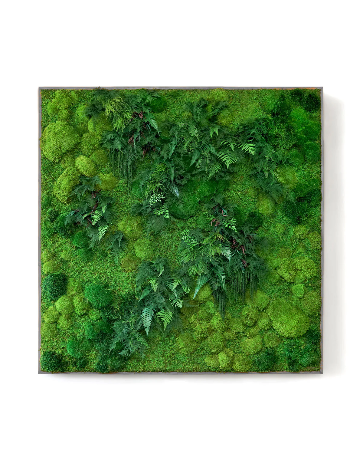 Giant Preserved Living Wall - Image 6