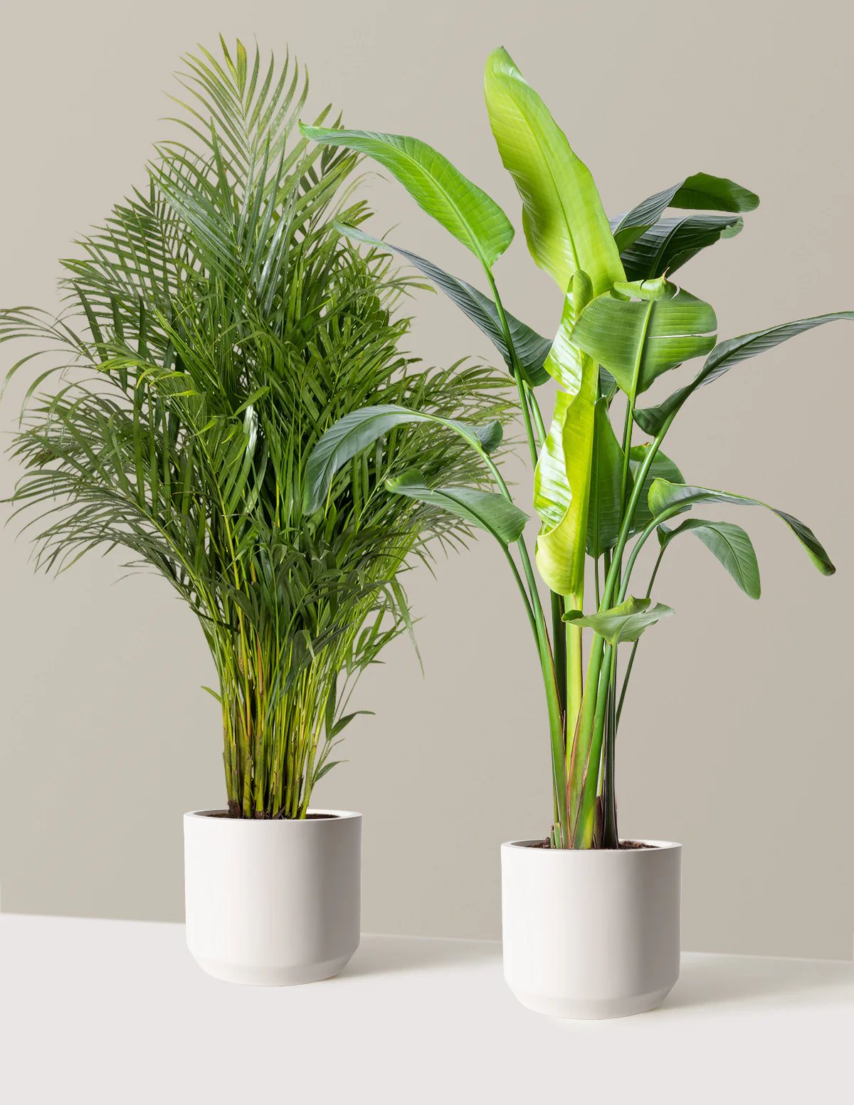 Paradise Pair
