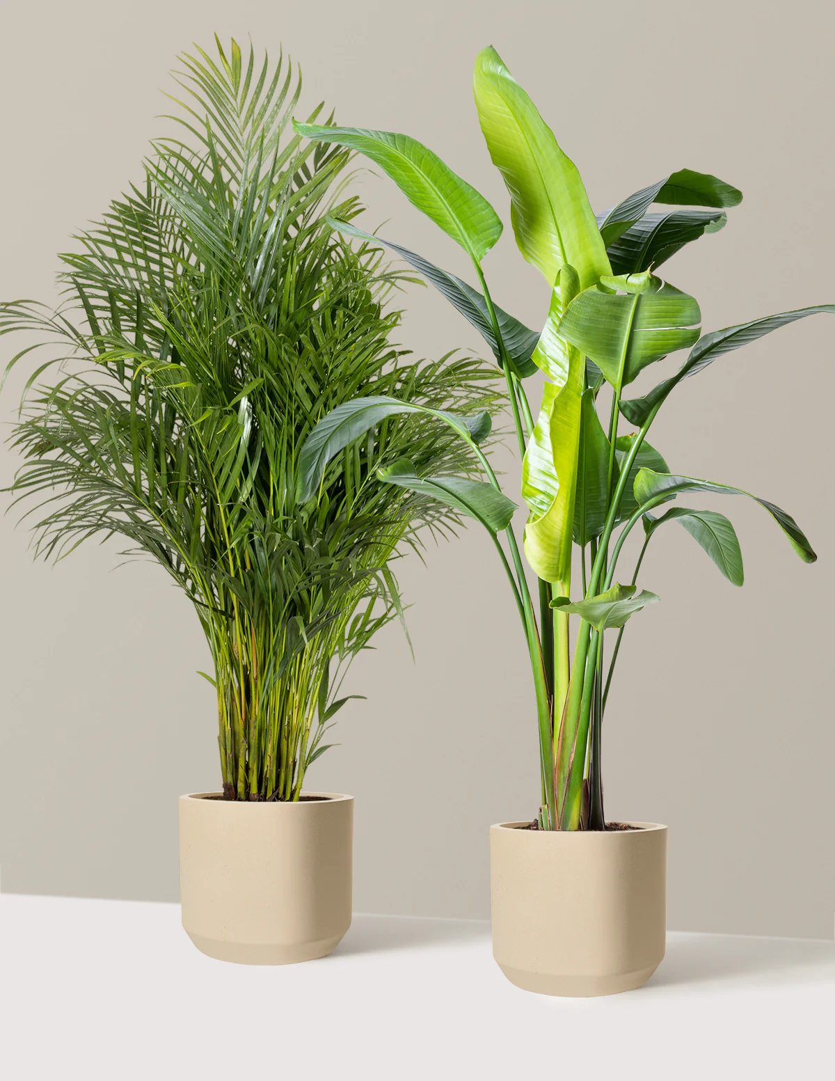 Paradise Pair - Image 10