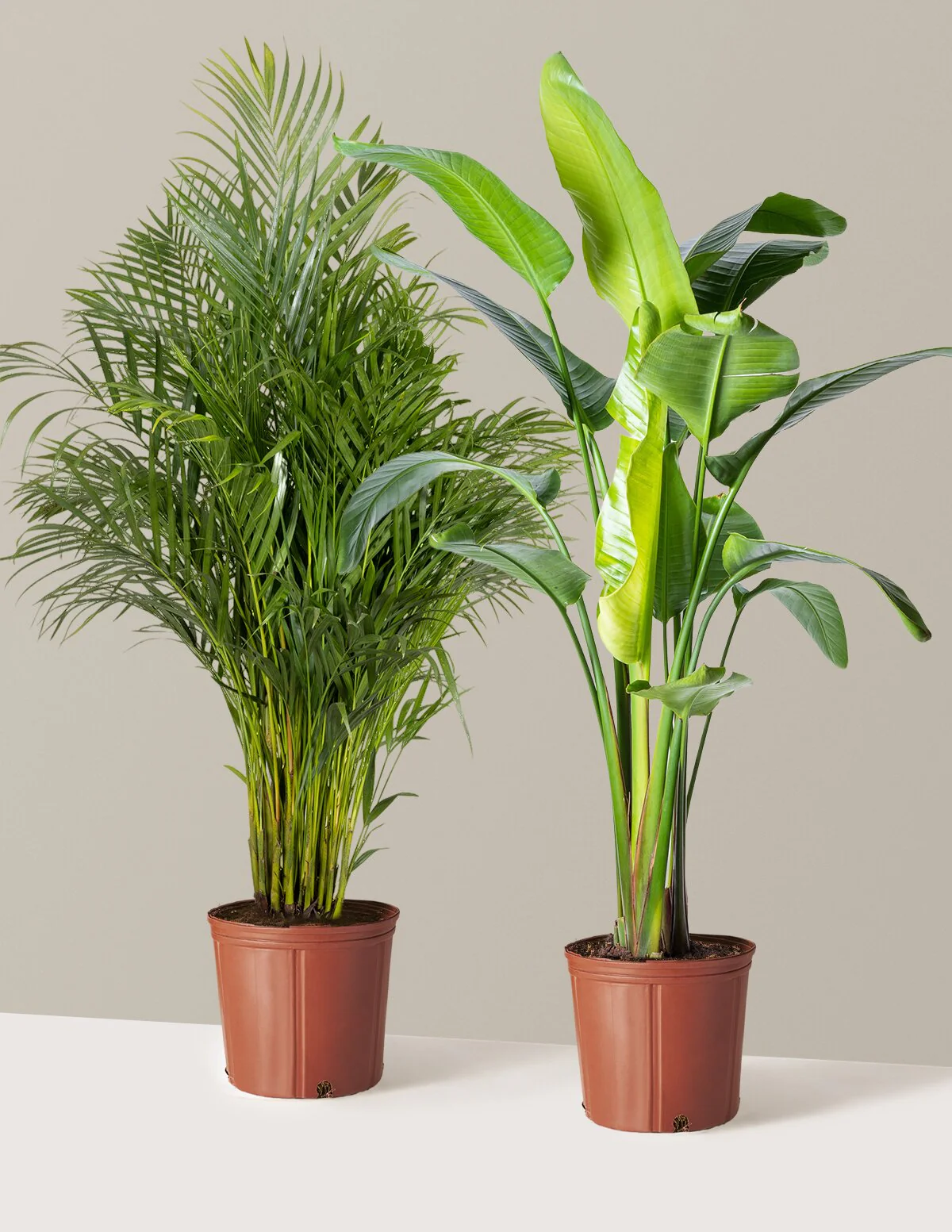 Paradise Pair - Image 2