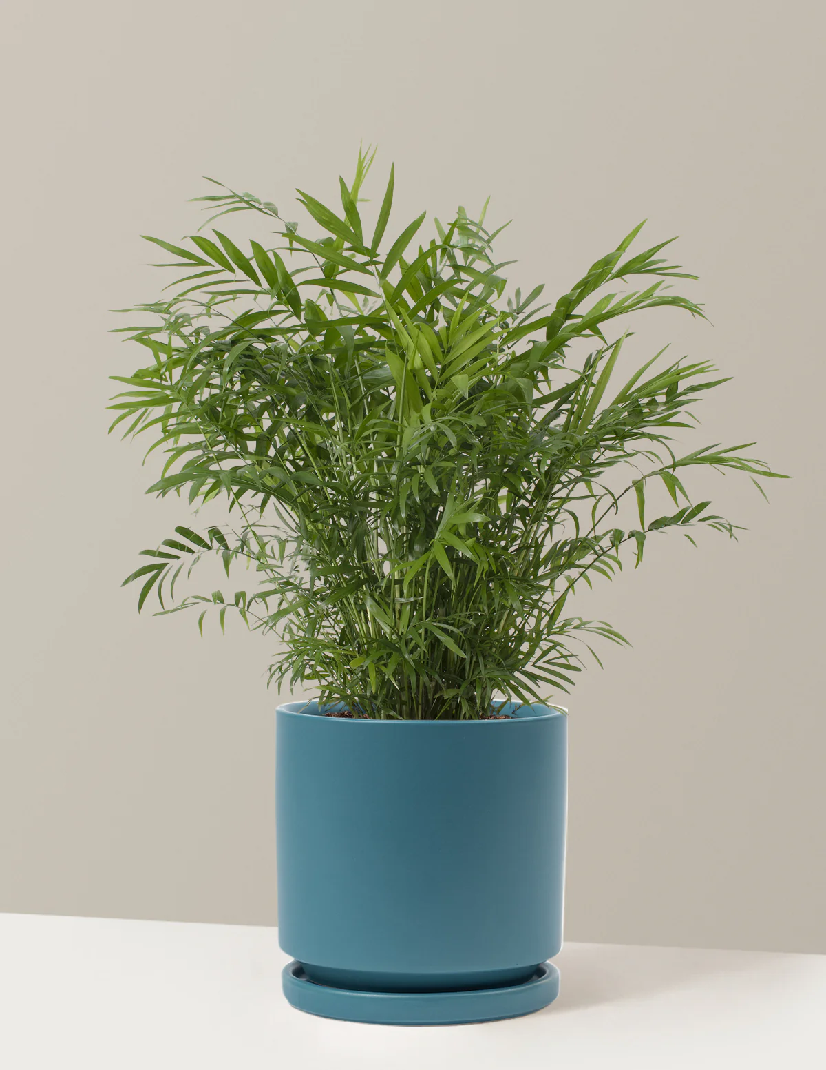 Parlor Palm - Image 11