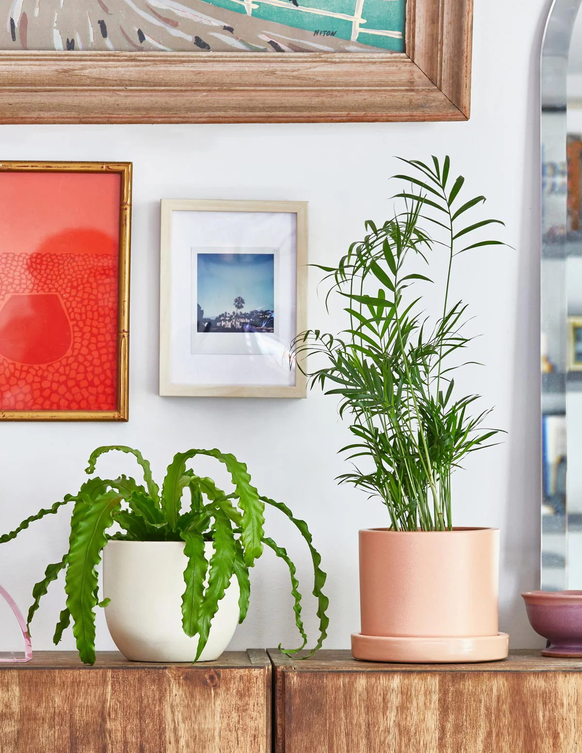Parlor Palm - Image 12