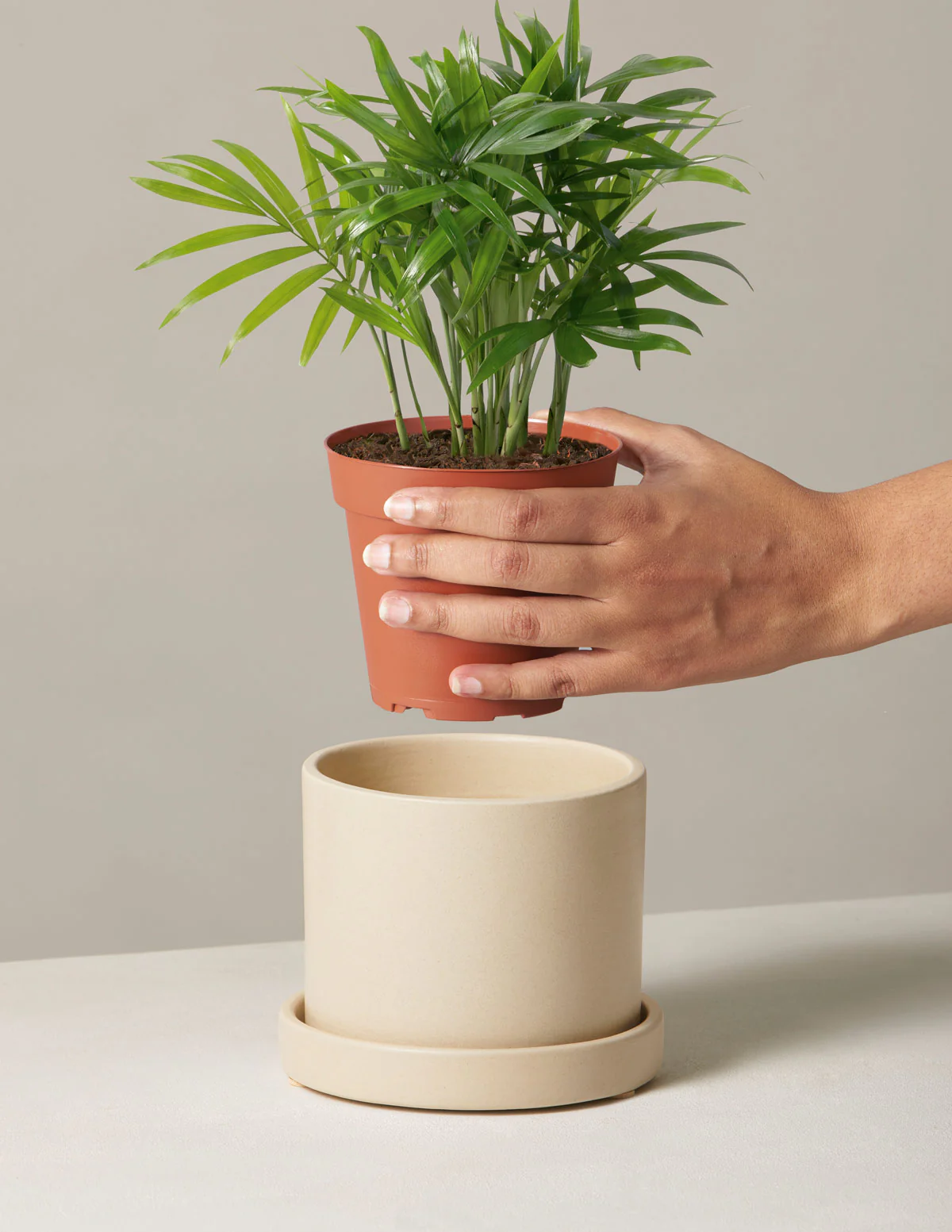Parlor Palm - Image 15