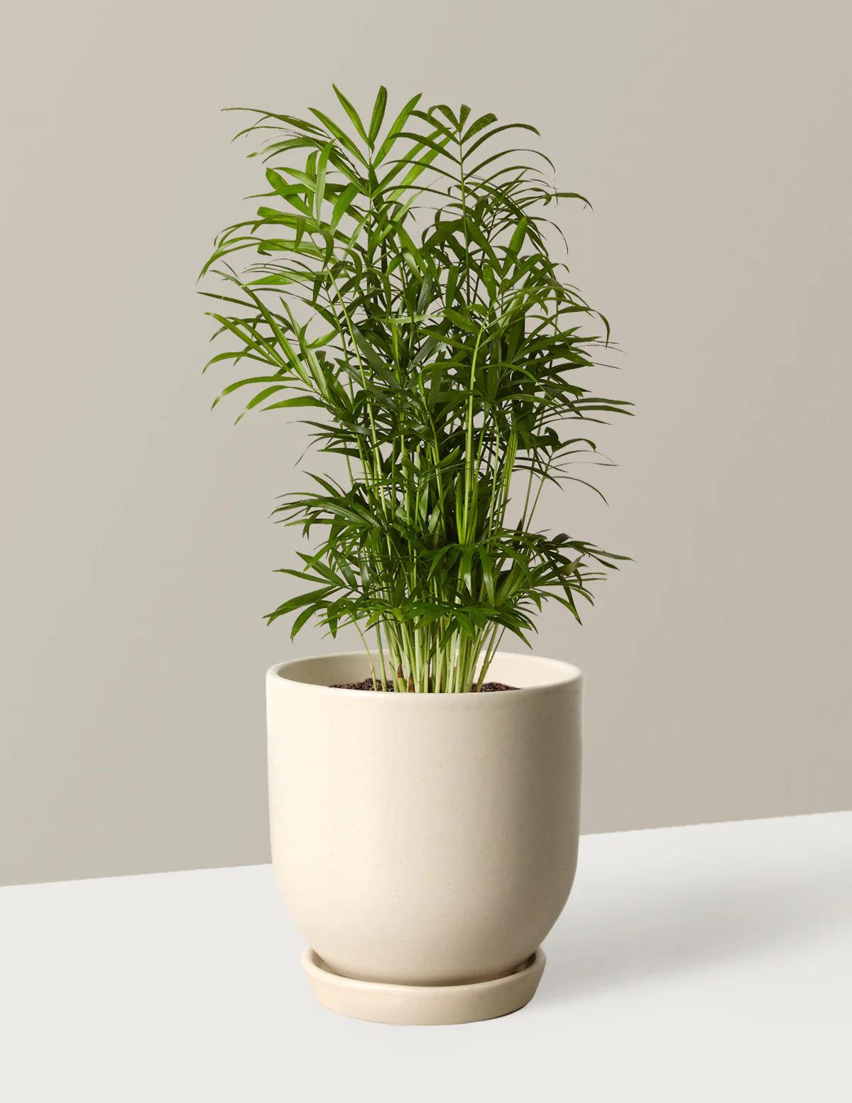 Parlor Palm - Image 17