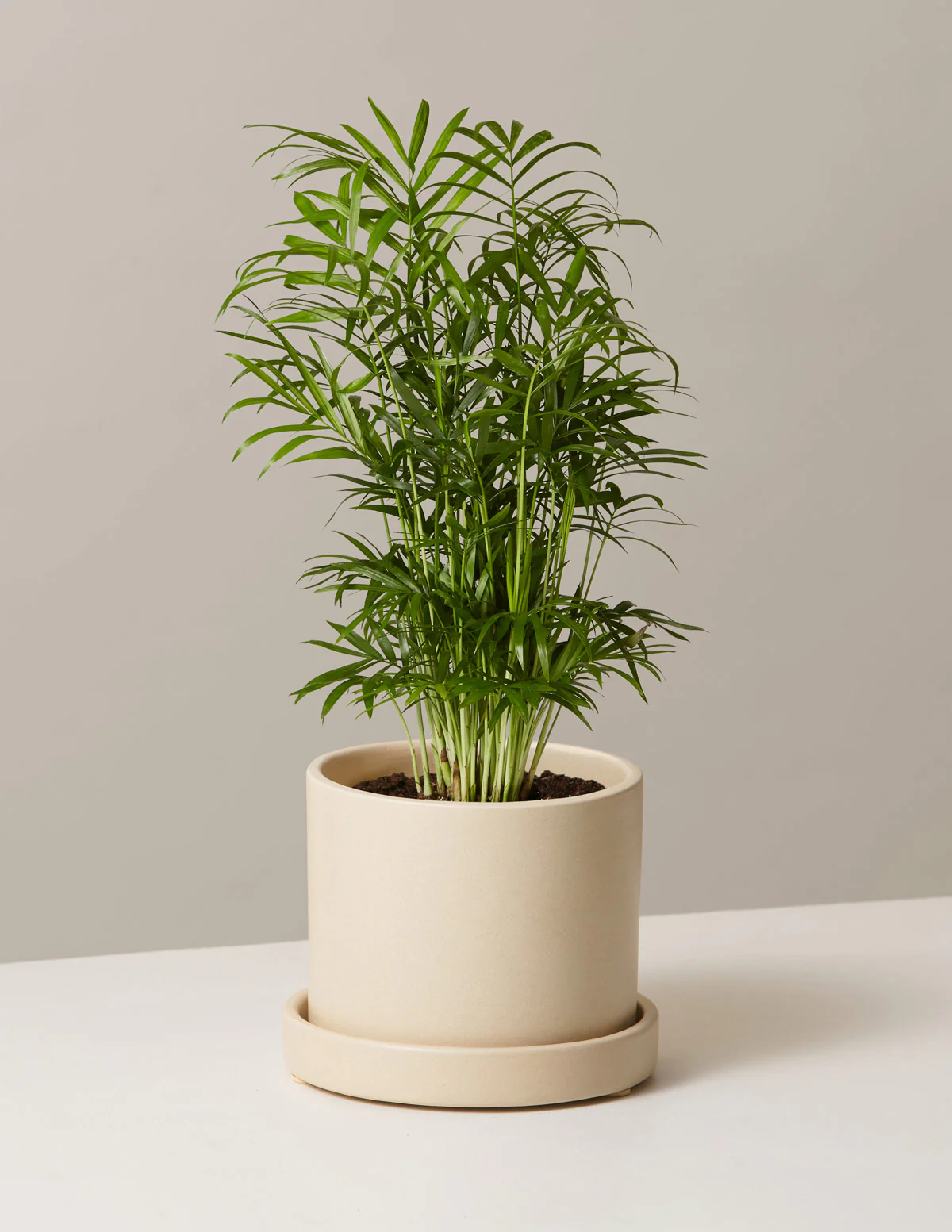 Parlor Palm - Image 19