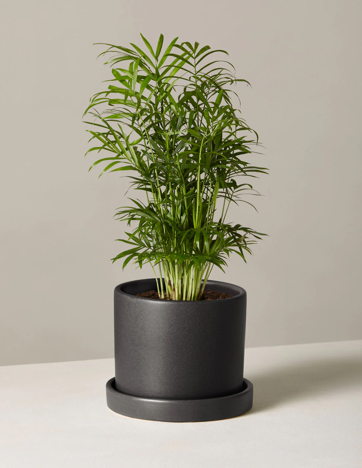 Parlor Palm - Image 21