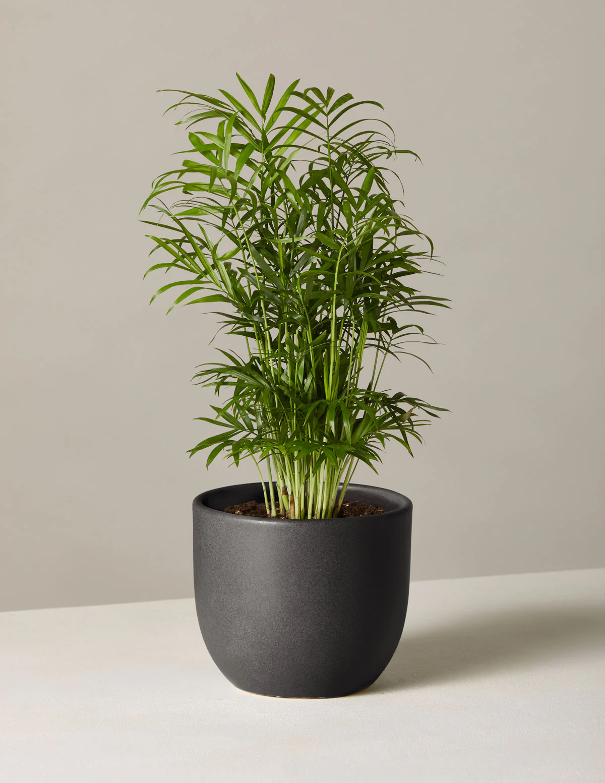 Parlor Palm - Image 23