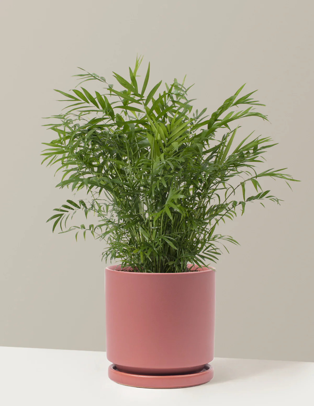 Parlor Palm - Image 29