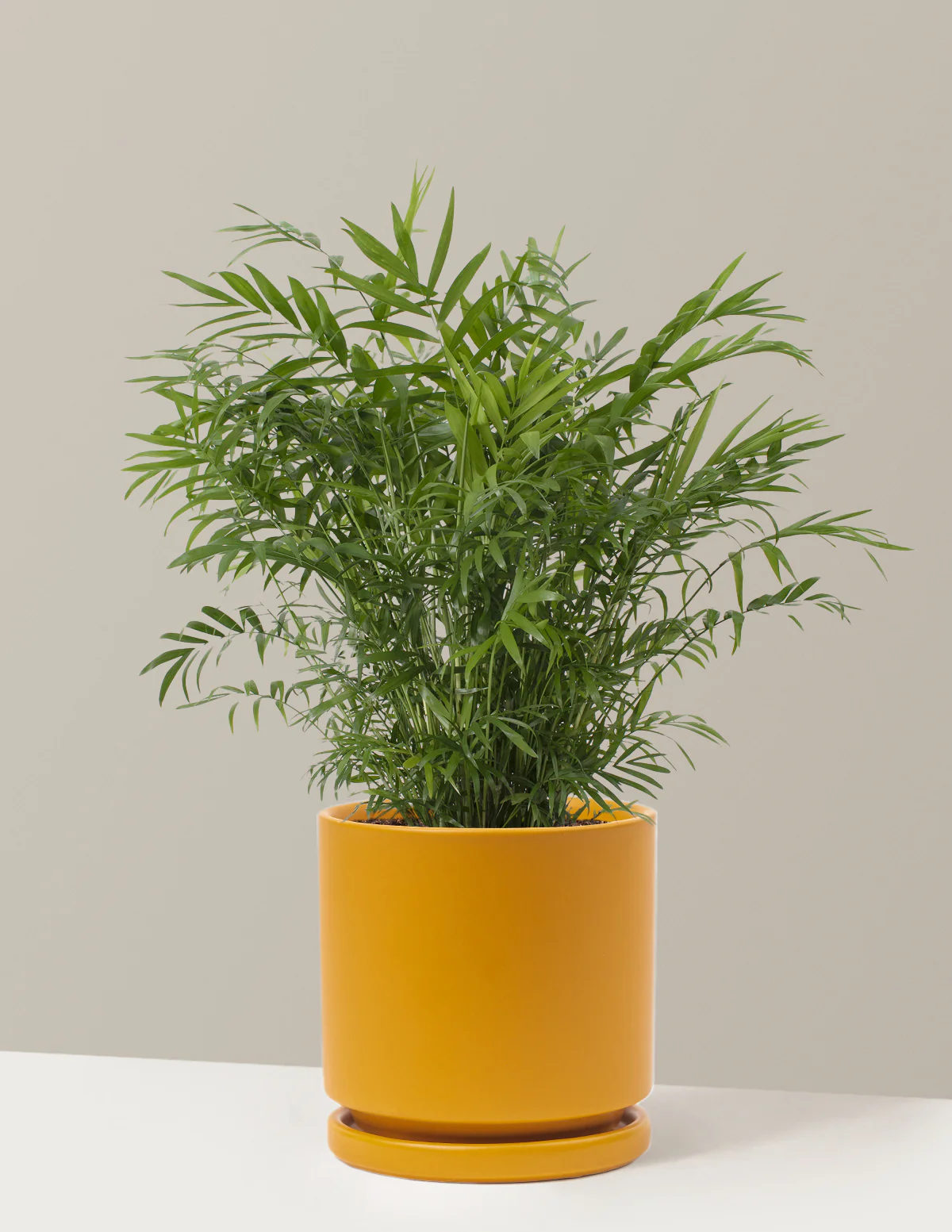 Parlor Palm - Image 30