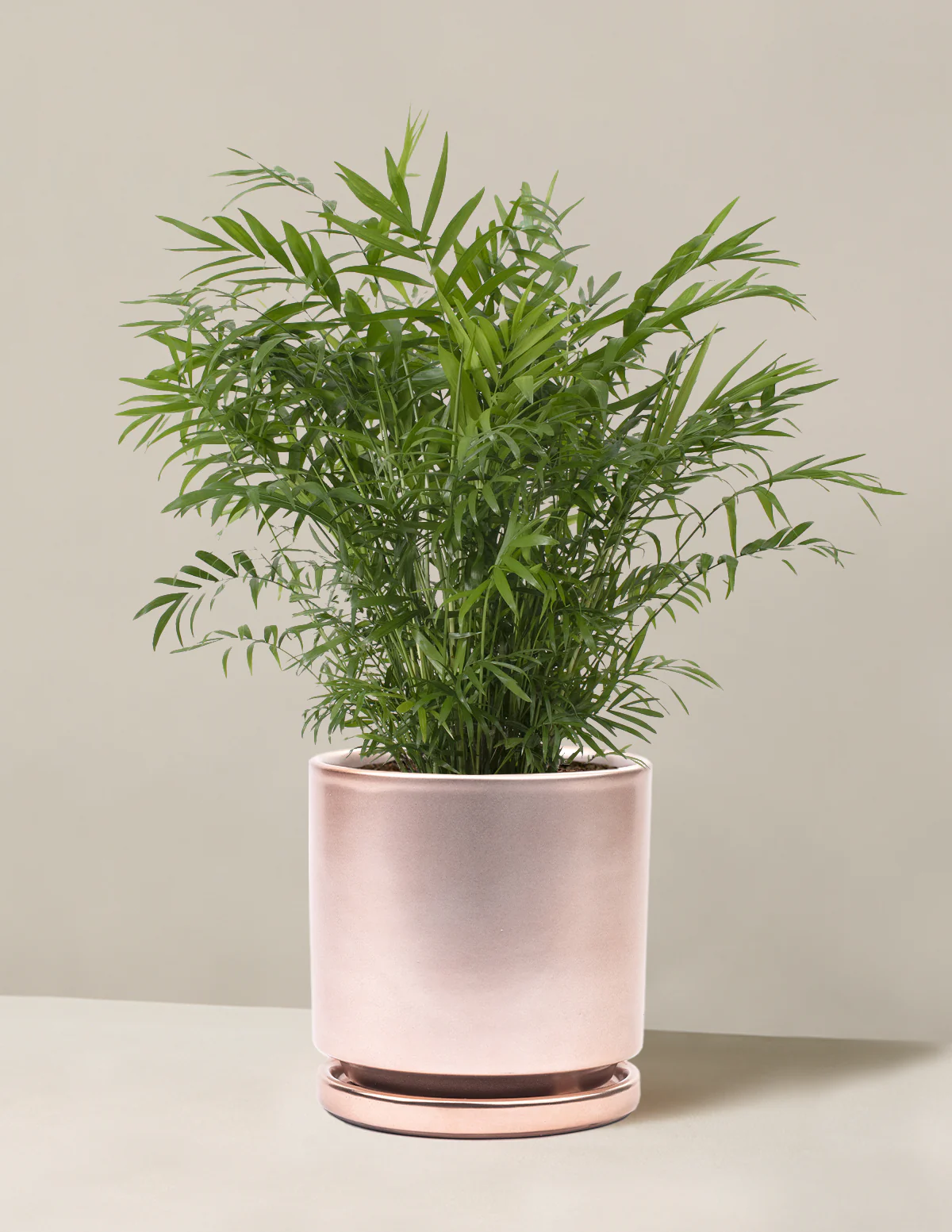 Parlor Palm - Image 36