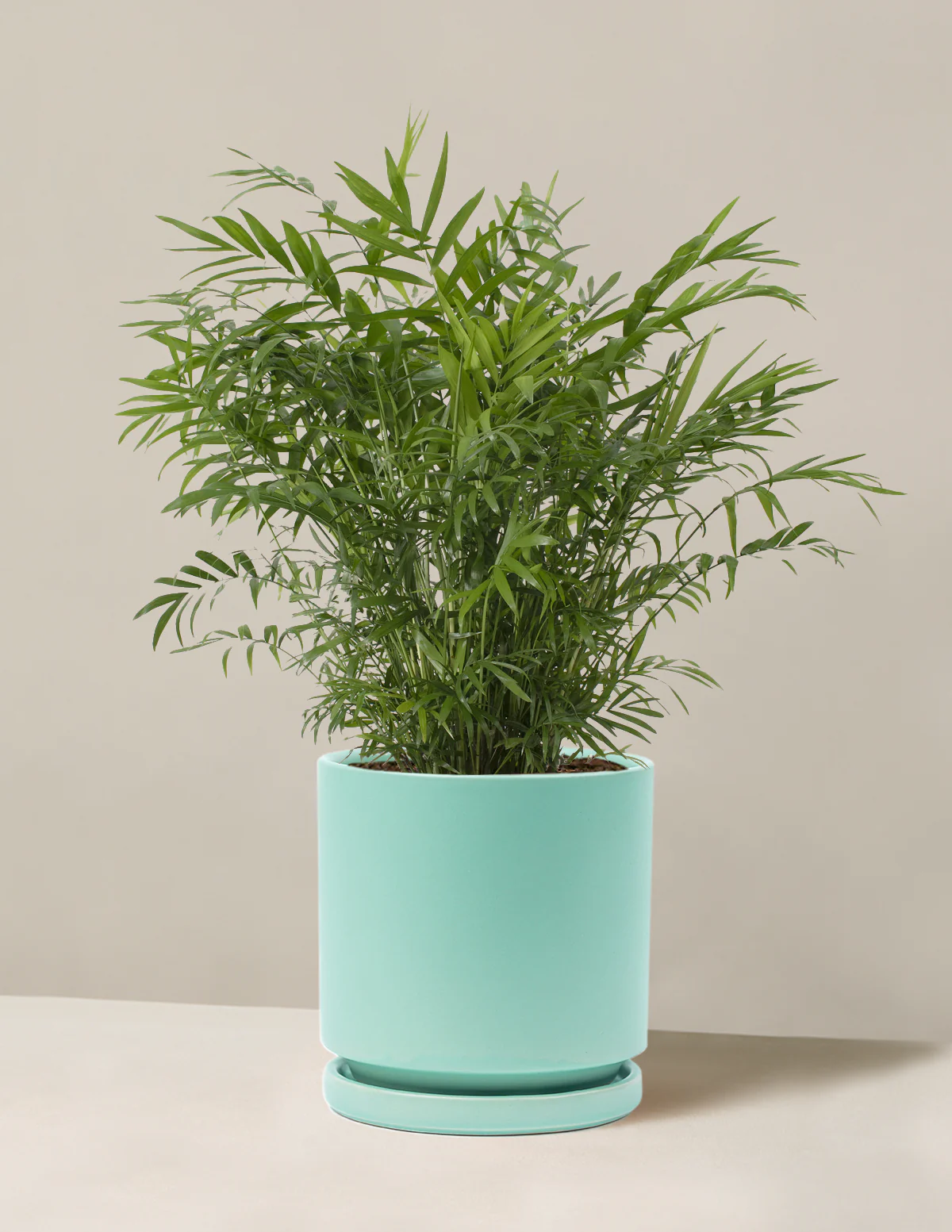 Parlor Palm - Image 37