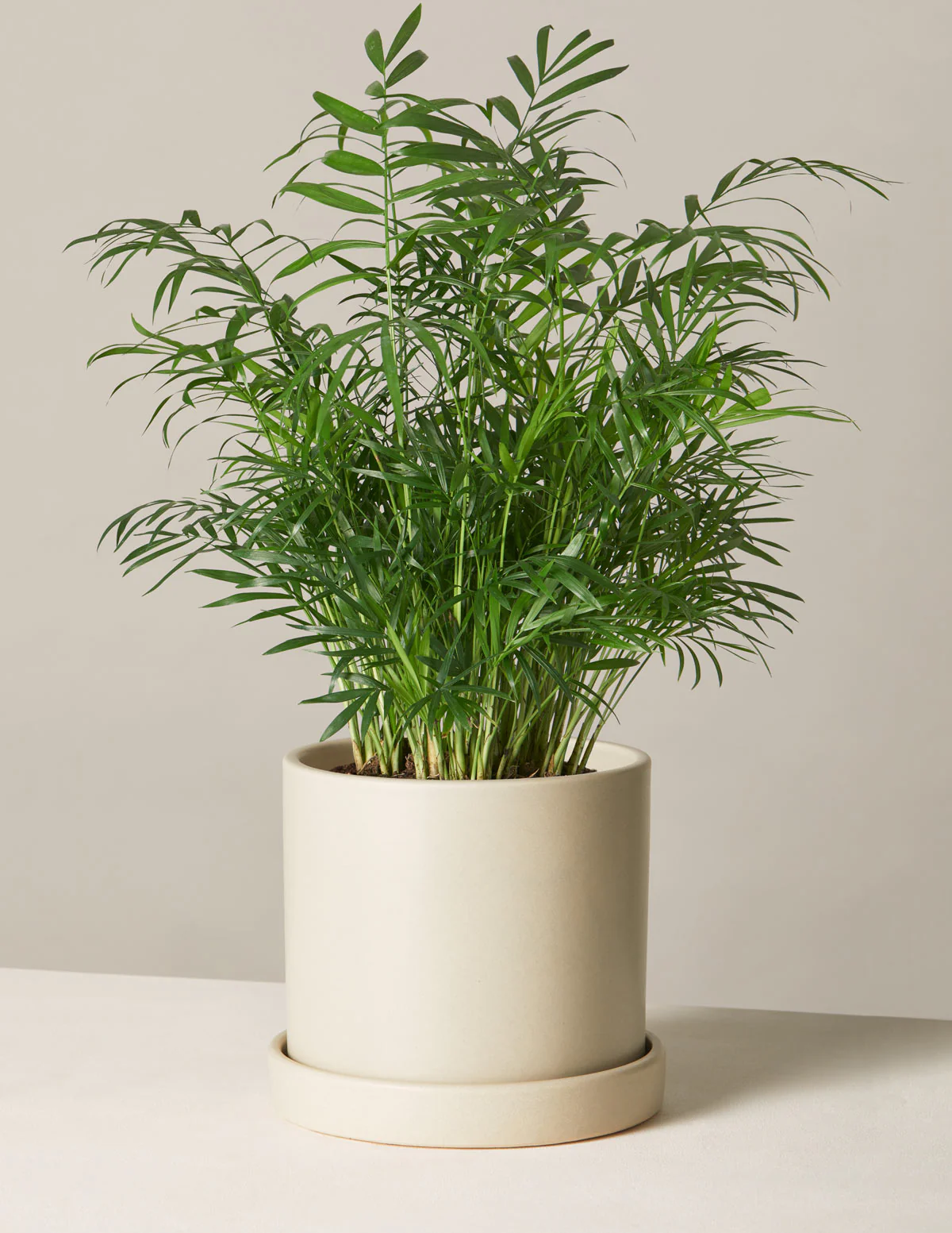 Parlor Palm - Image 39