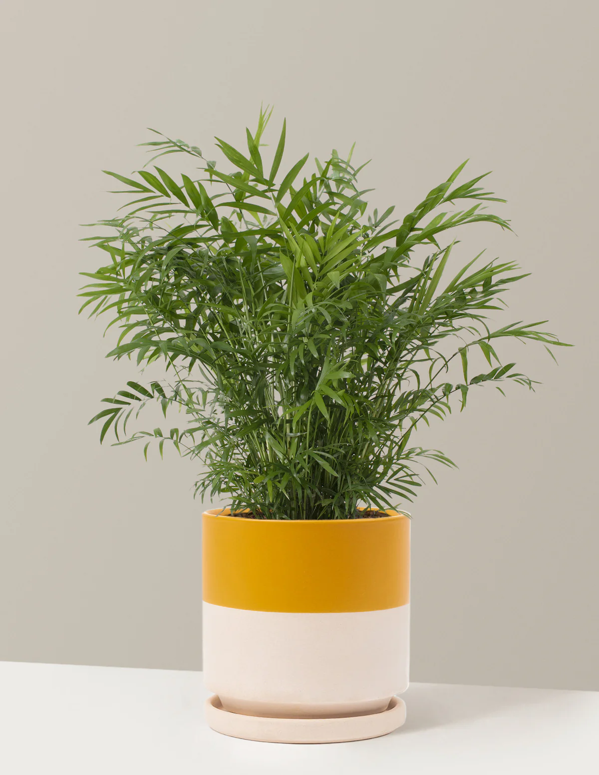 Parlor Palm - Image 4