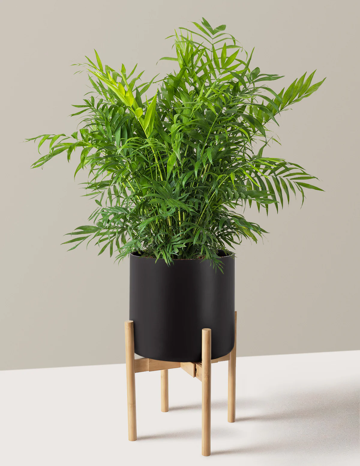 Parlor Palm - Image 44