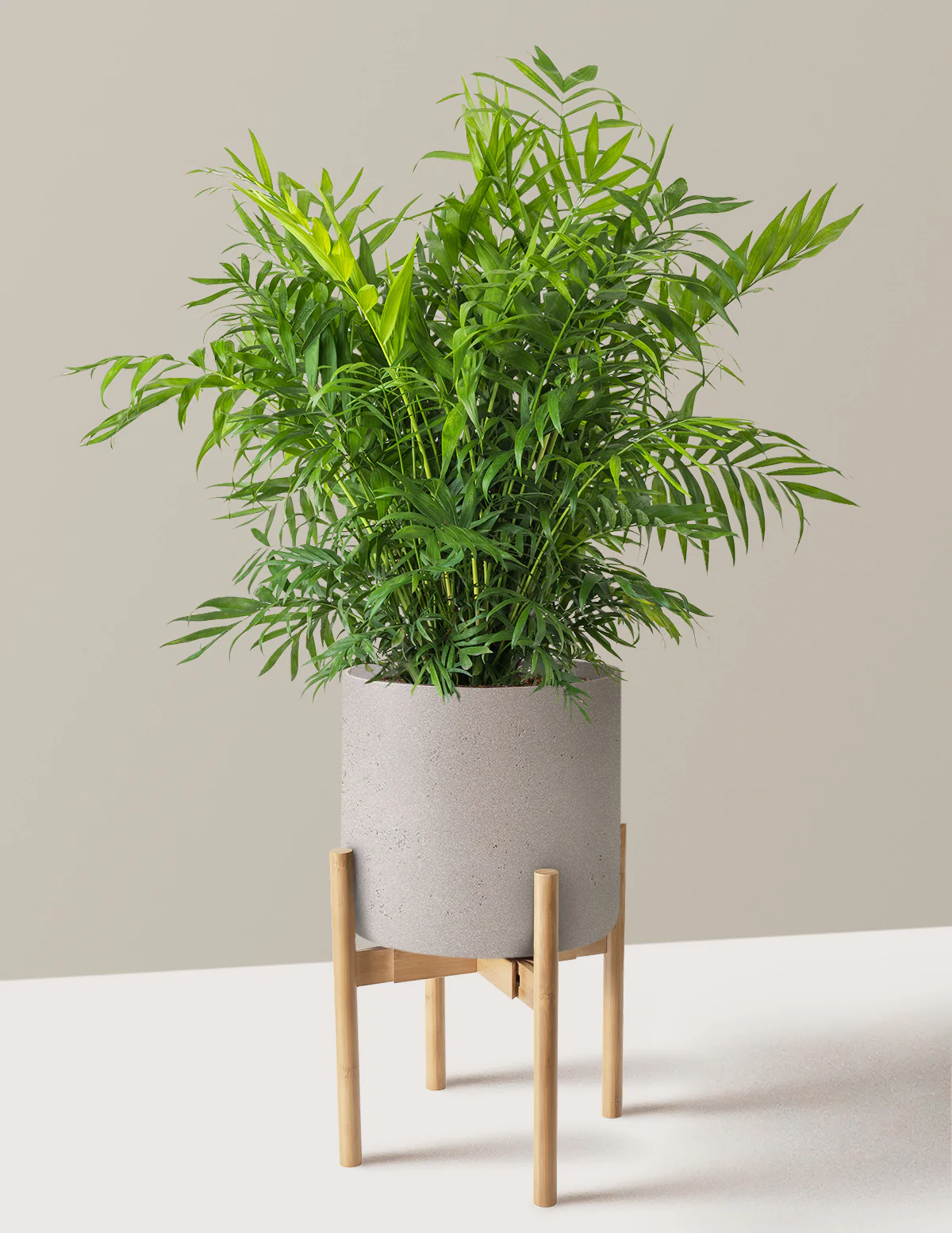 Parlor Palm - Image 46
