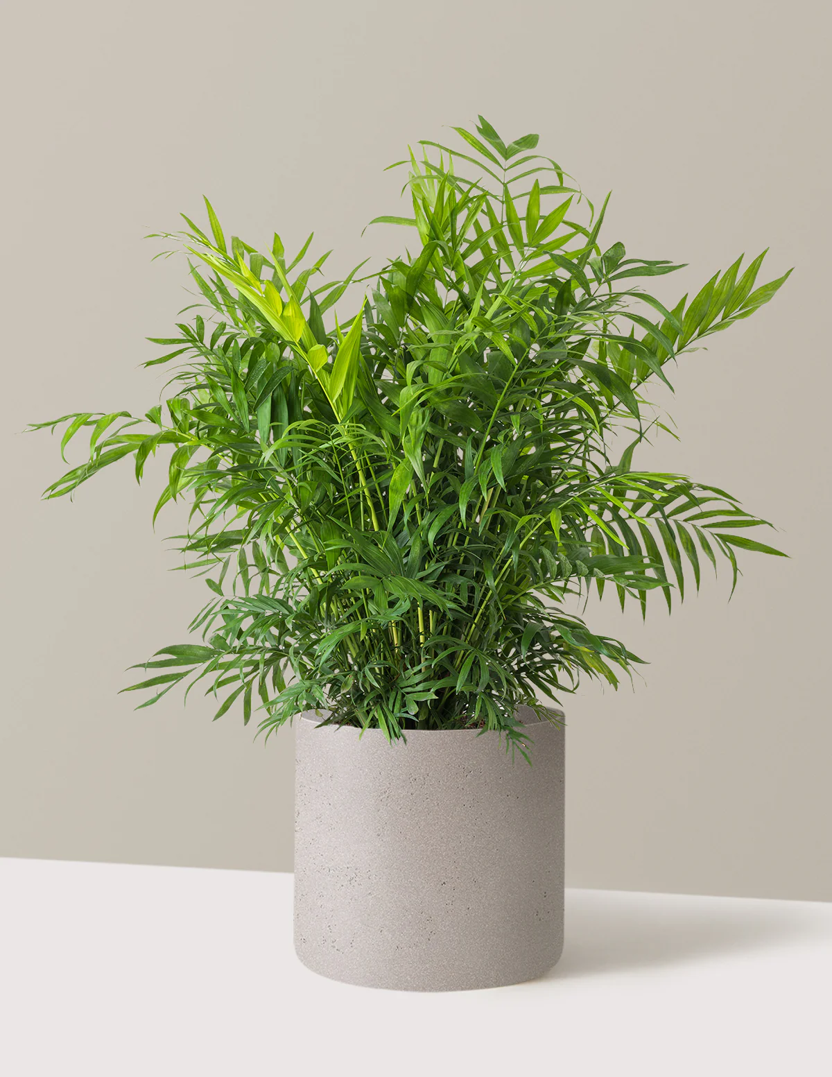 Parlor Palm - Image 50