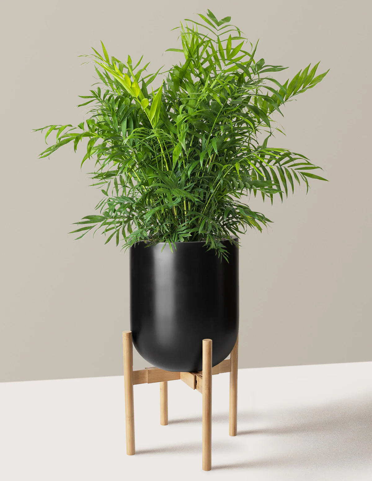 Parlor Palm - Image 54