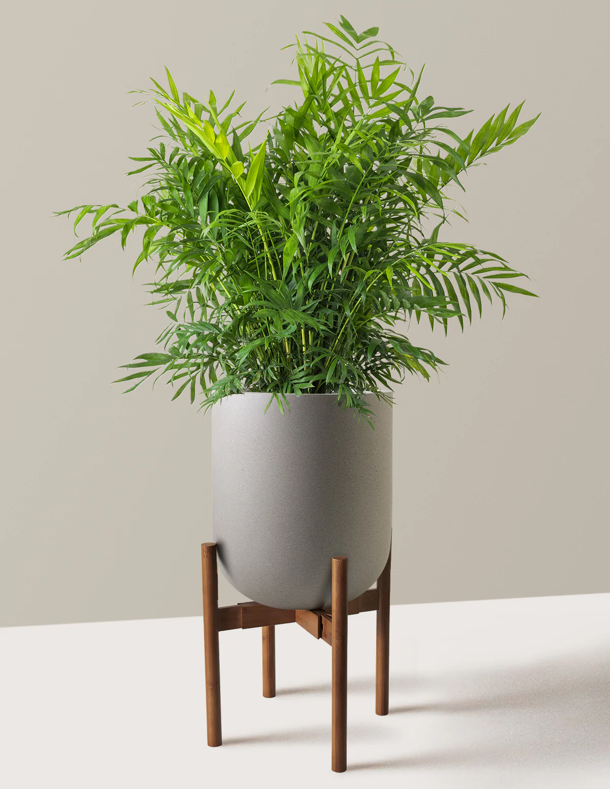 Parlor Palm - Image 55