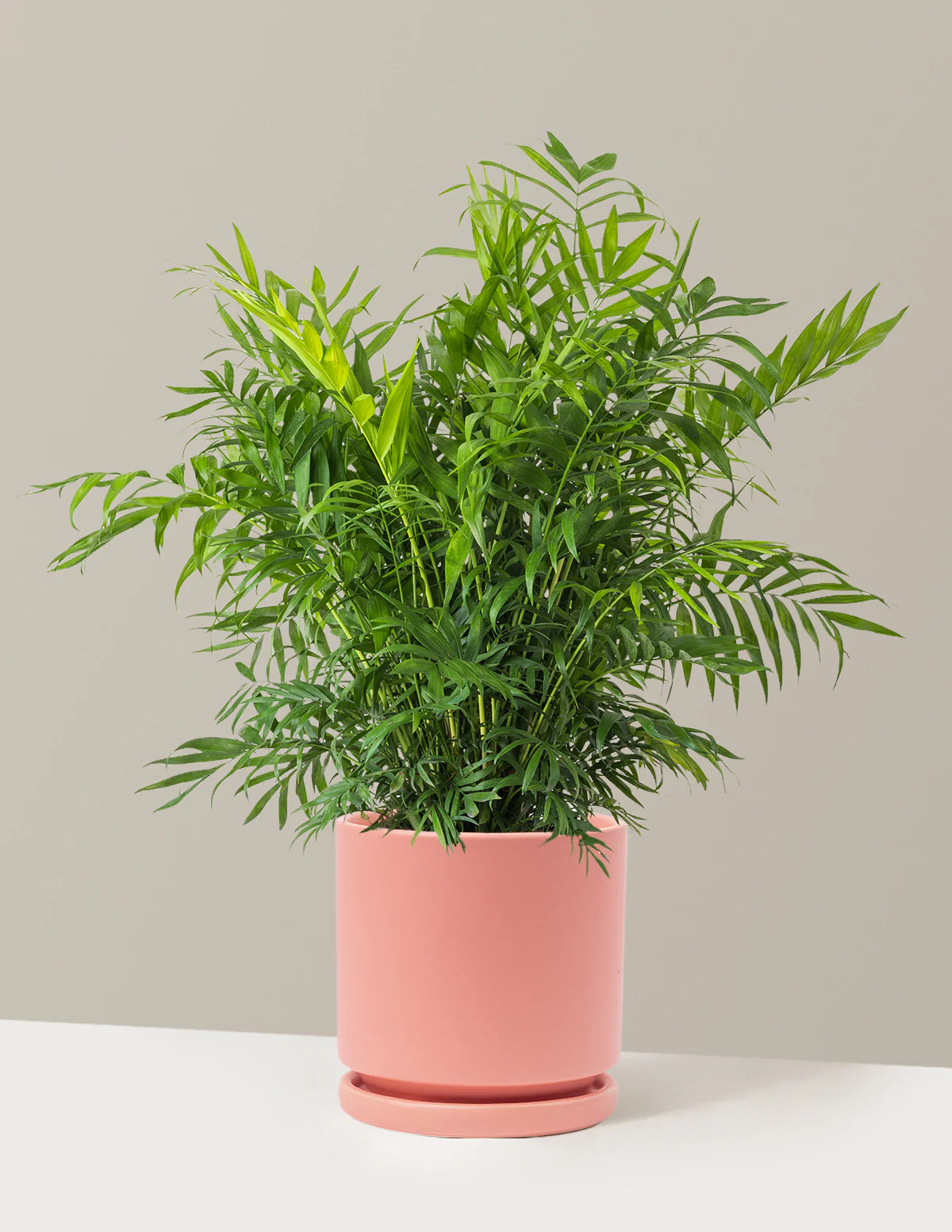 Parlor Palm - Image 60