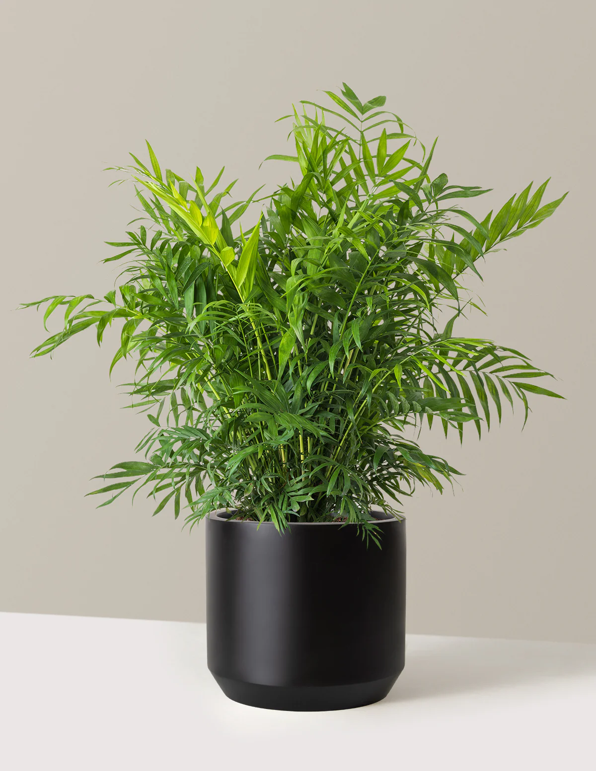 Parlor Palm - Image 61