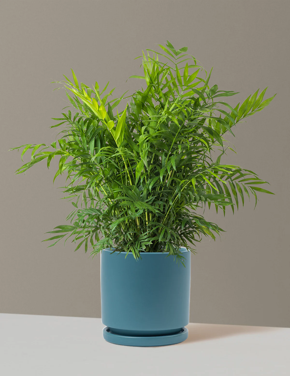 Parlor Palm - Image 64