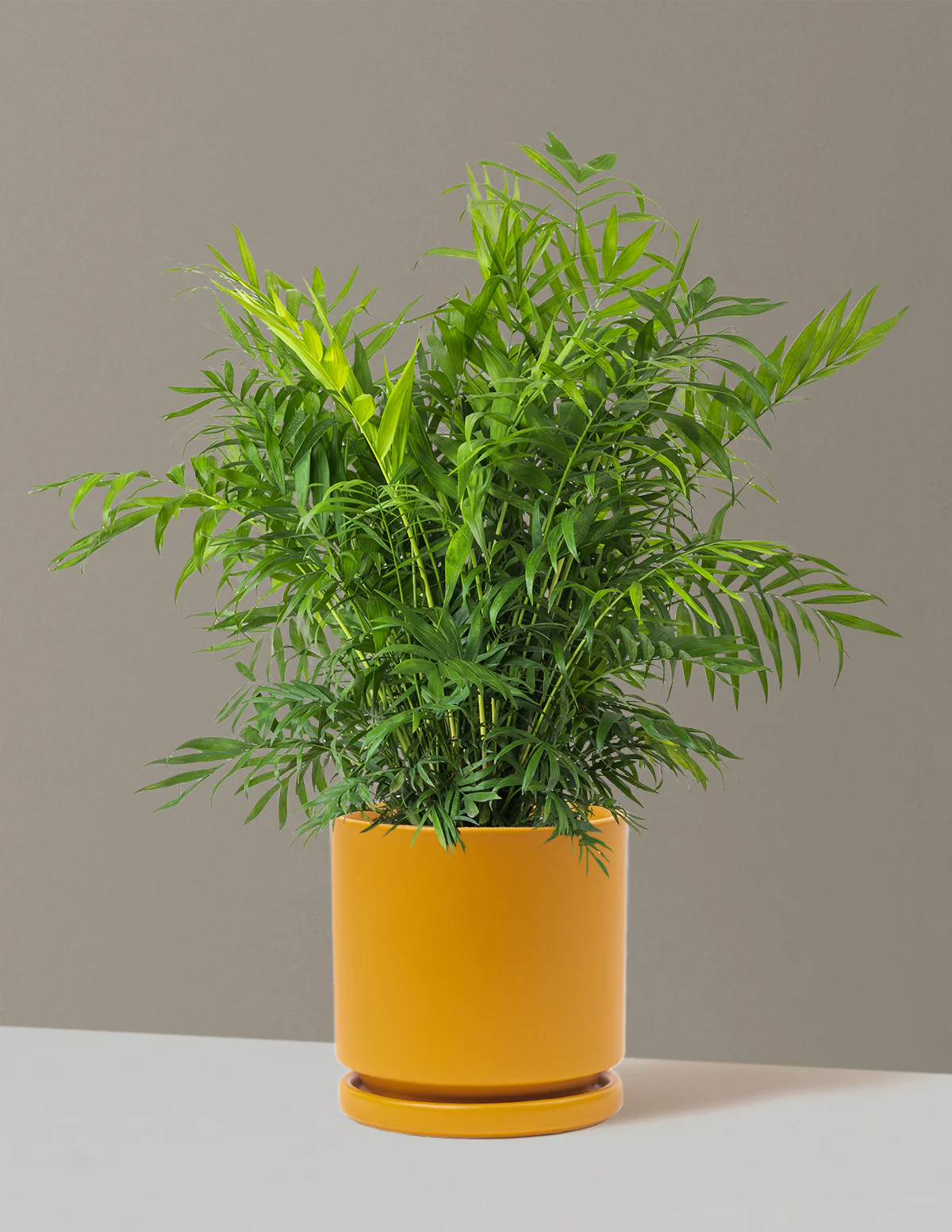 Parlor Palm - Image 68