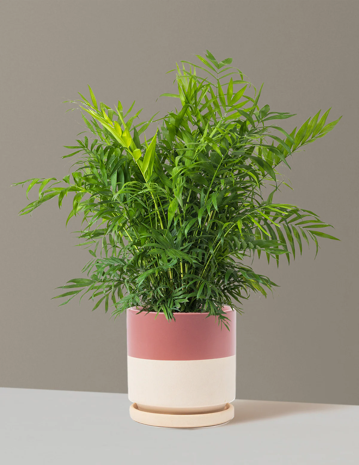 Parlor Palm - Image 69