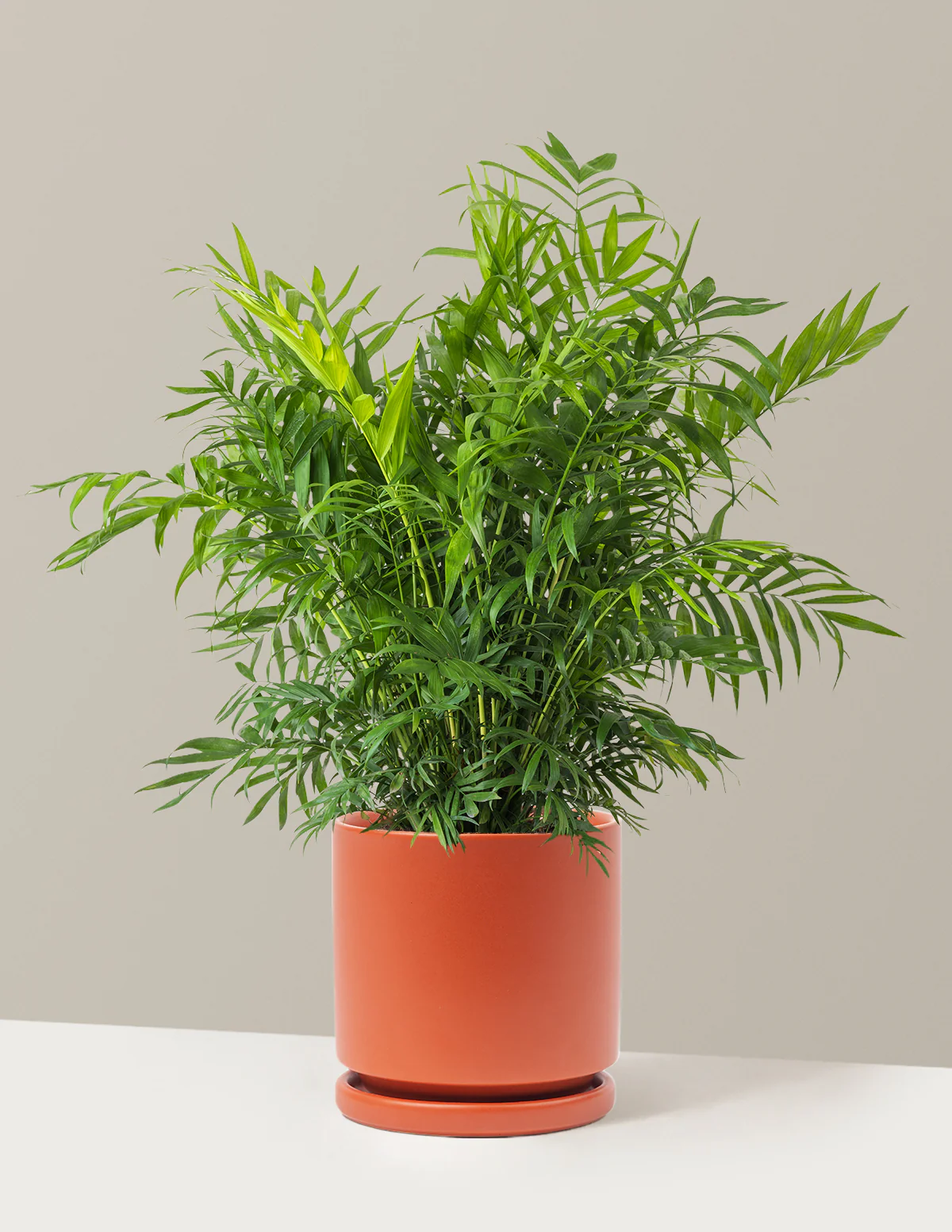 Parlor Palm - Image 70