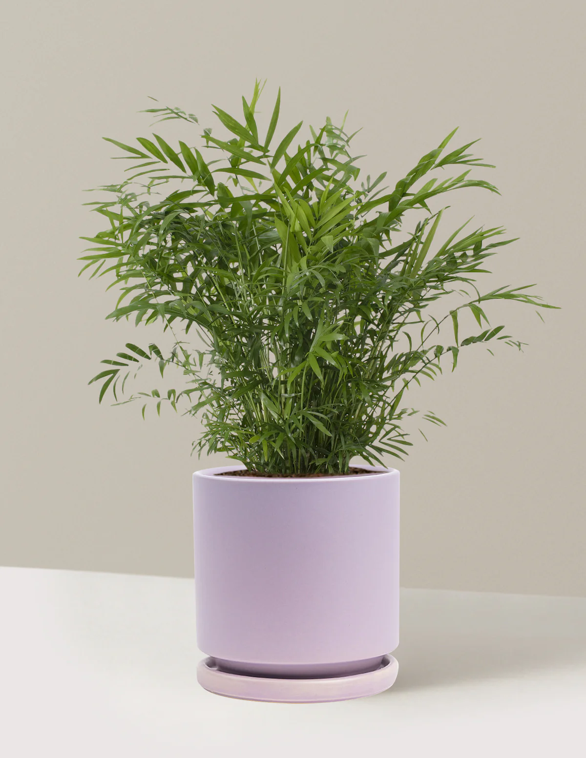 Parlor Palm - Image 71