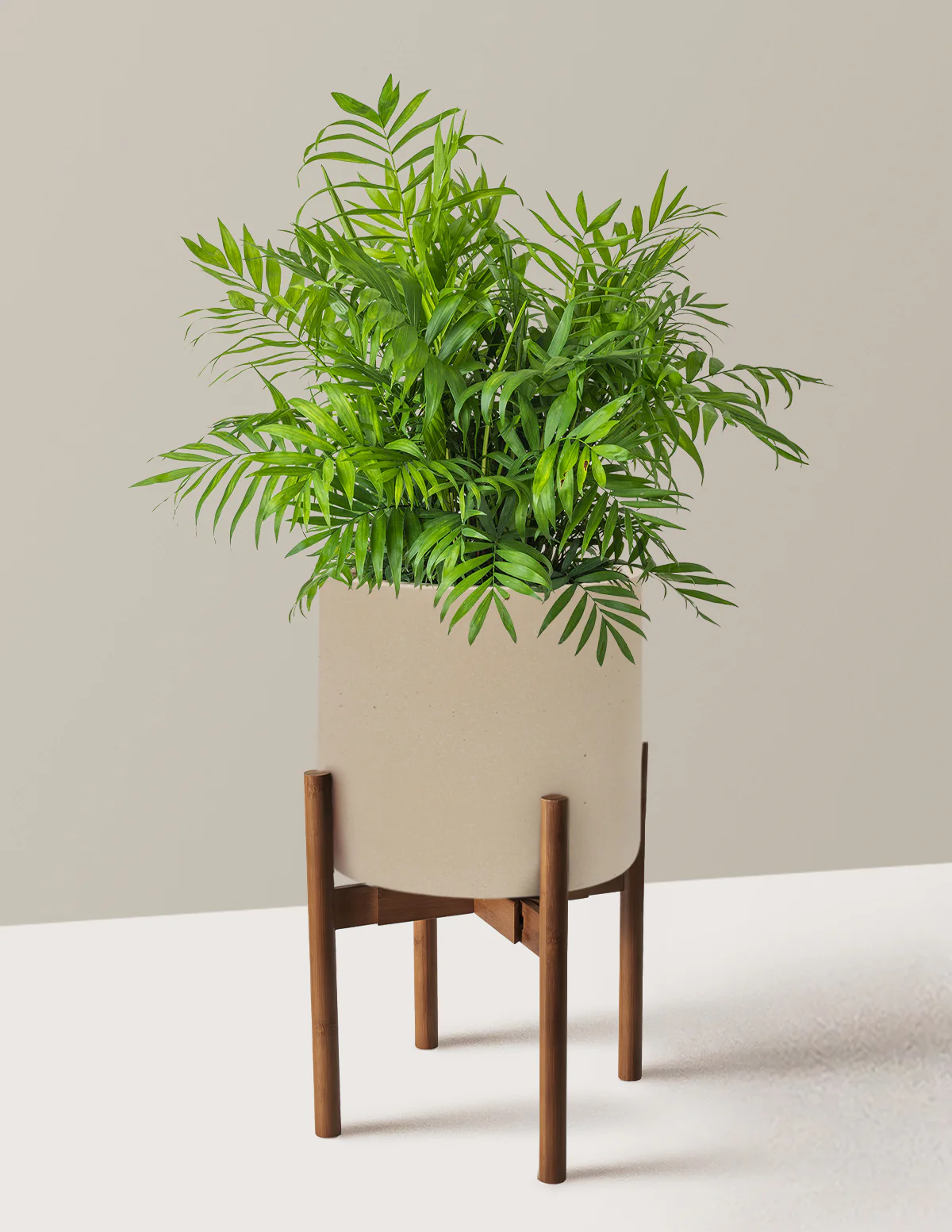 Parlor Palm - Image 73