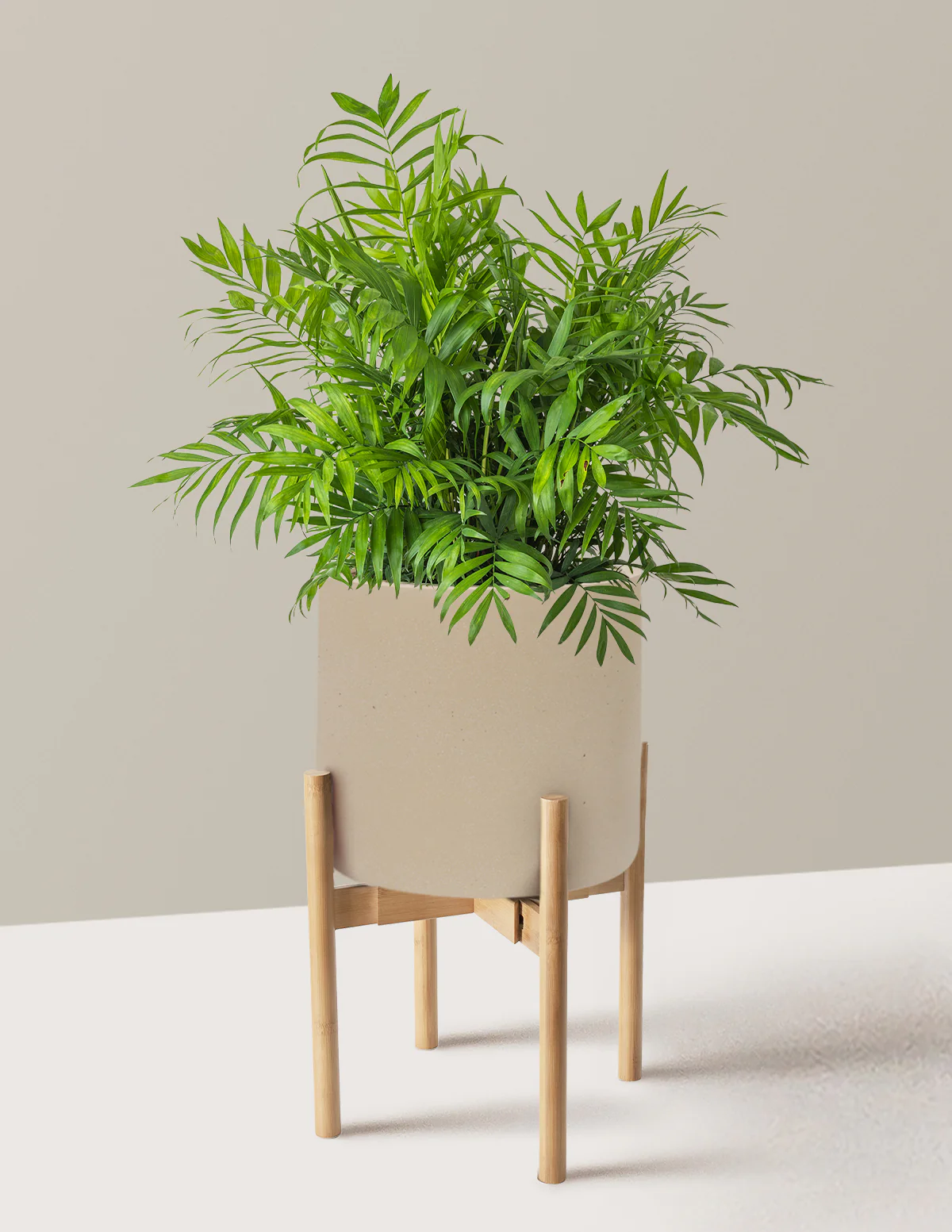 Parlor Palm - Image 74