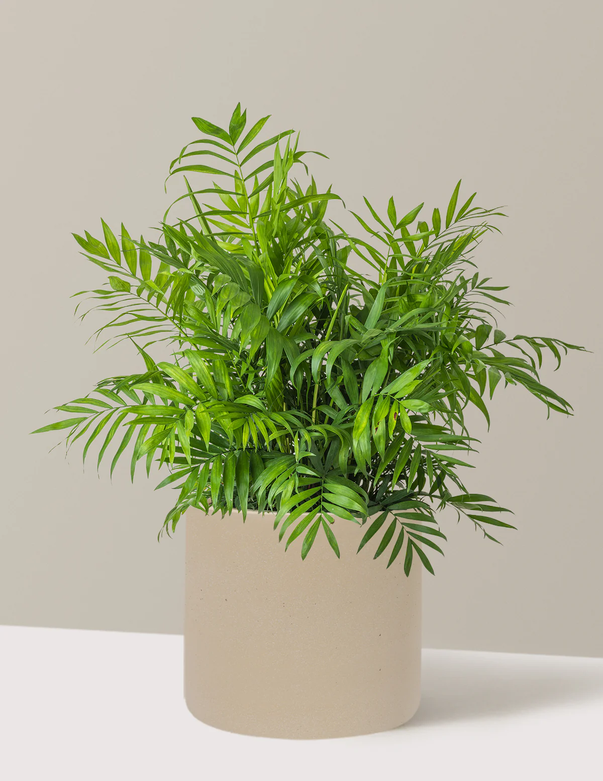 Parlor Palm - Image 75
