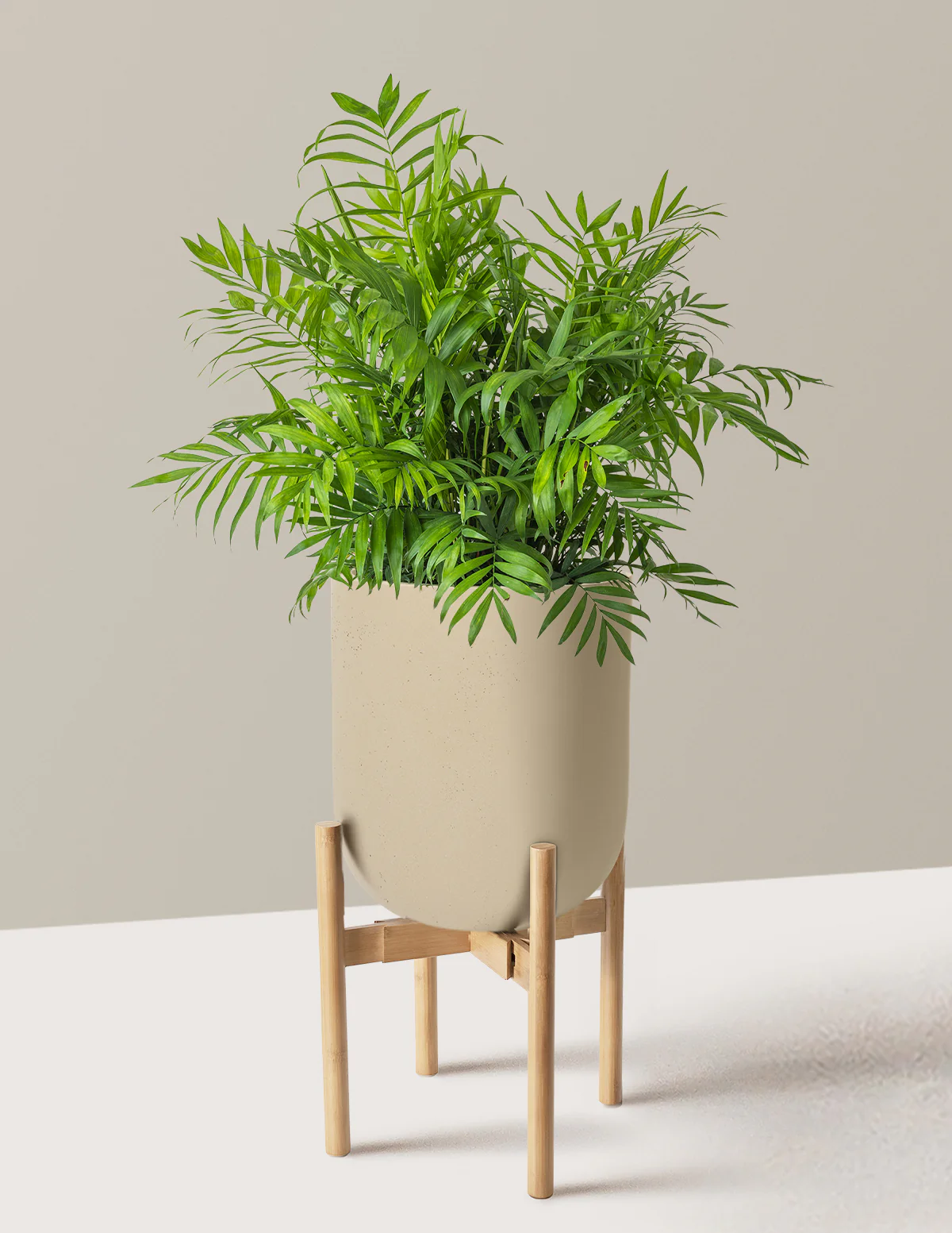 Parlor Palm - Image 78