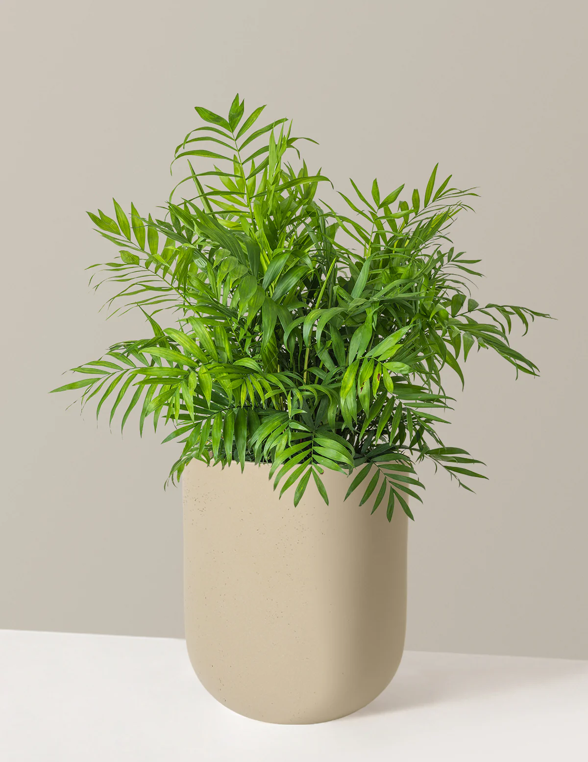 Parlor Palm - Image 79
