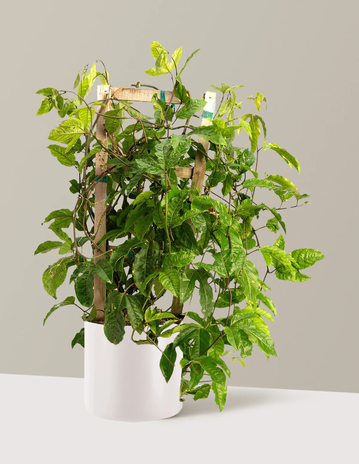 Passion Fruit Vine - Image 10